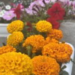 マリーゴールド