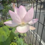 安心の蓮の花
