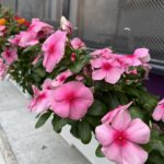 花の写真